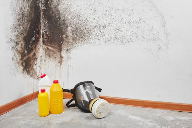 Best Emergency Mold Removal  in Air Force Academy, CO