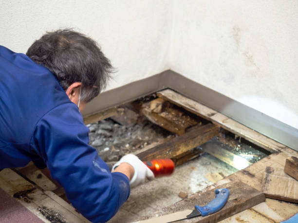 Best Mold Removal Near Me  in Air Force Academy, CO
