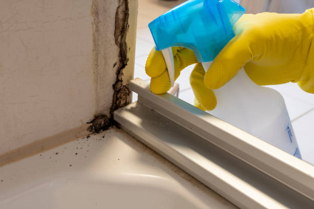 Best Mold Damage Repair  in Air Force Academy, CO