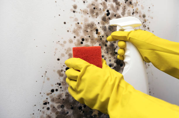 Best Mold Cleaning Services  in Air Force Academy, CO