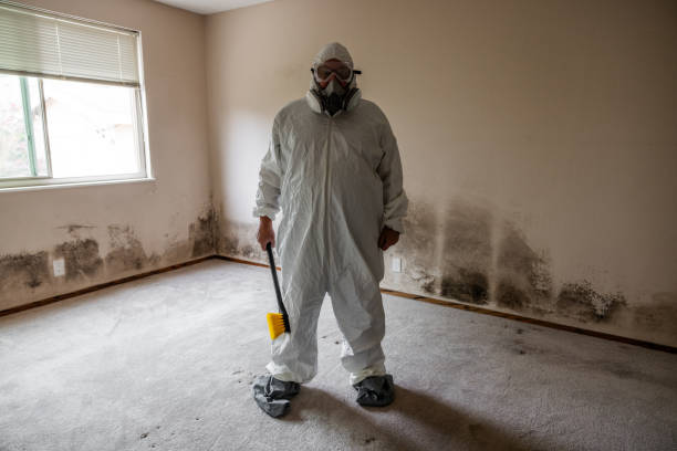 Professional Mold Removal in Air Force Academy, CO