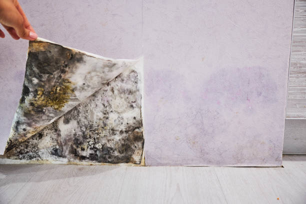 Best Mold Removal Company Near Me  in Air Force Academy, CO